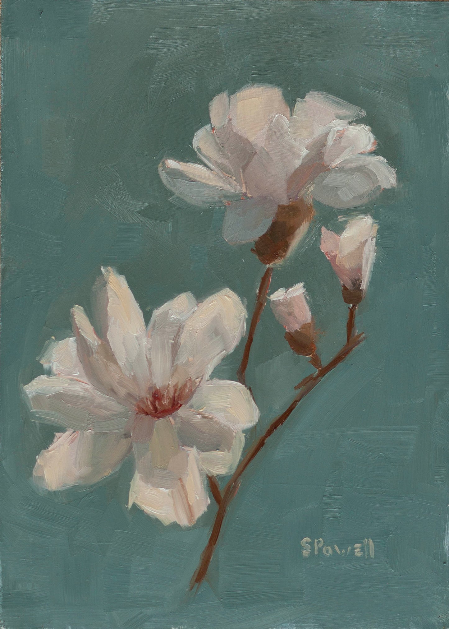 Magnolia Blooms